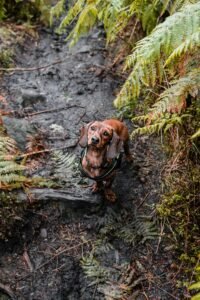 Brown dachshund standing on green grass in a park