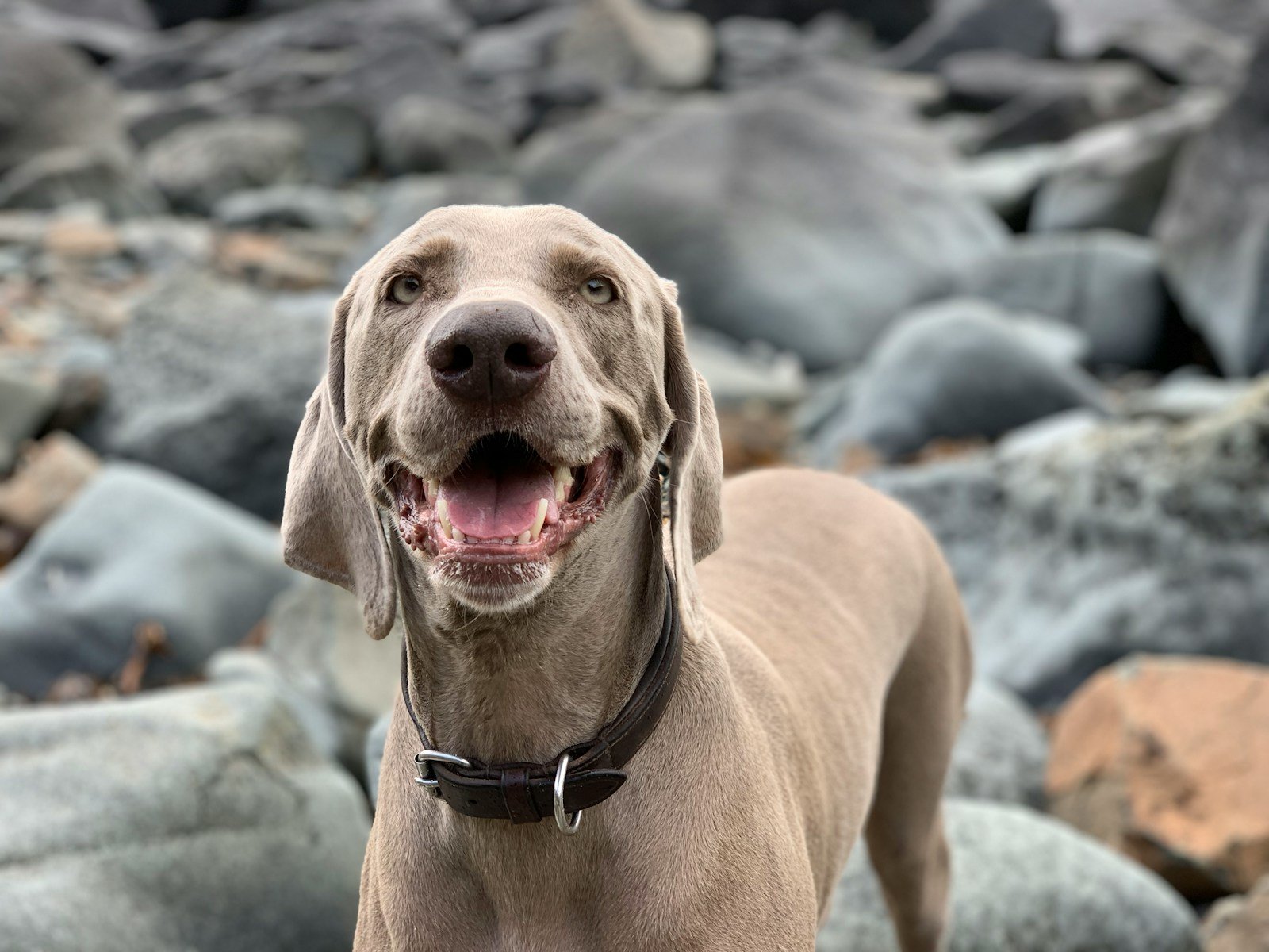 Tan short-coated dog standing on grey rocks