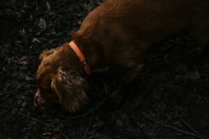 Brown short-coated medium-sized dog outdoors