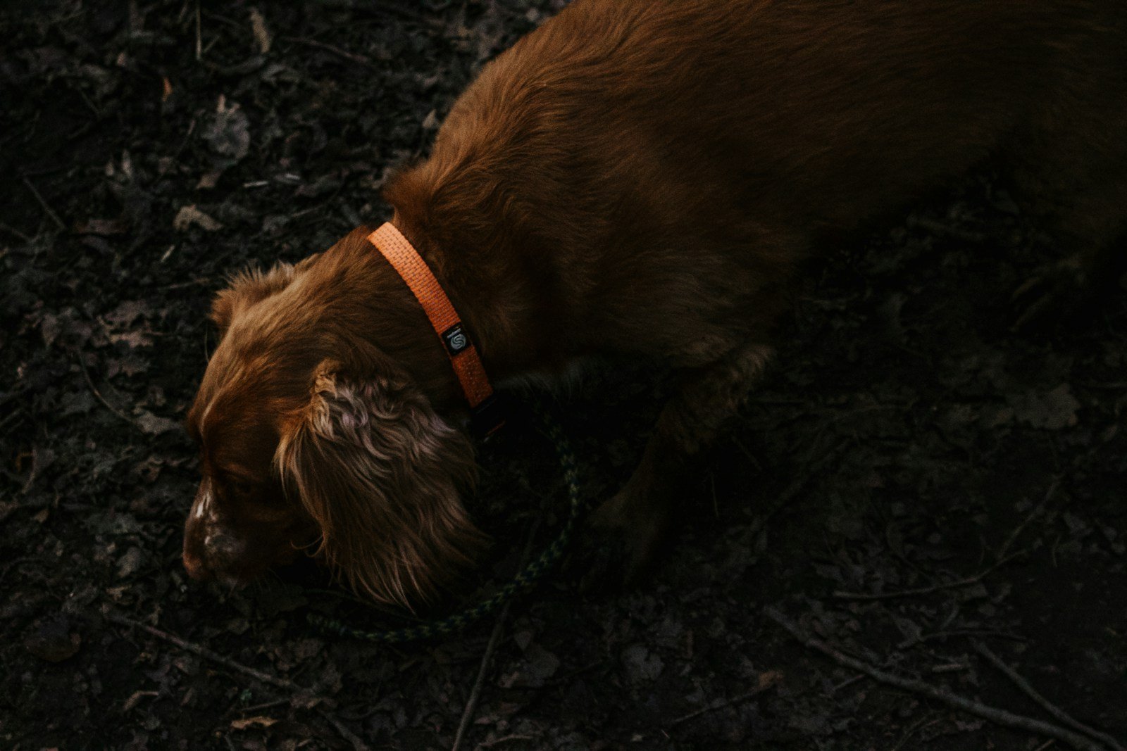 Brown short-coated medium-sized dog outdoors