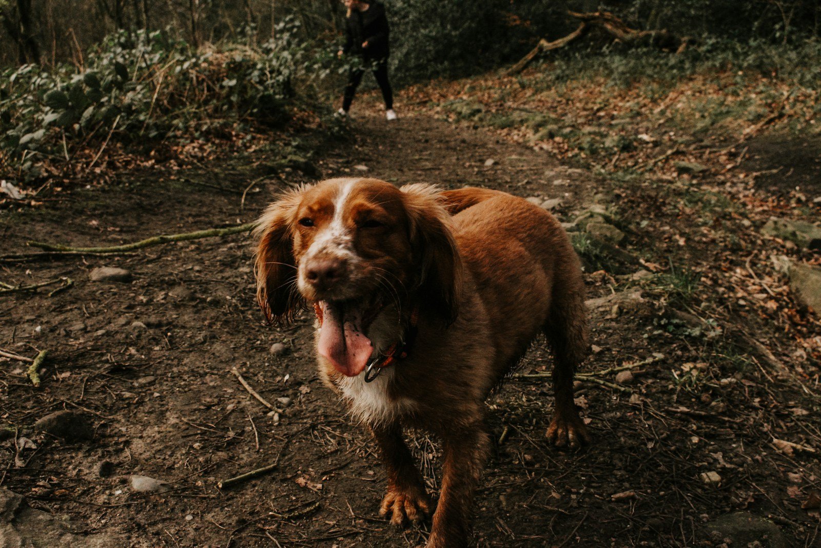 Brown and white short-coated dog looking at the camera