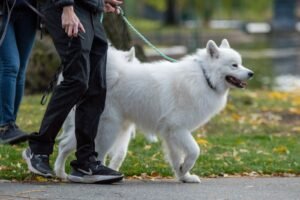 Person walking a white dog on a lead in Essex