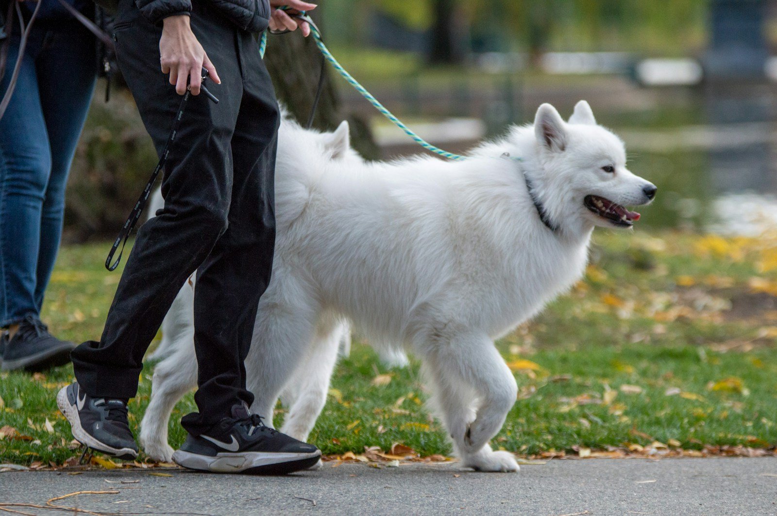 Person walking a white dog on a lead in Essex