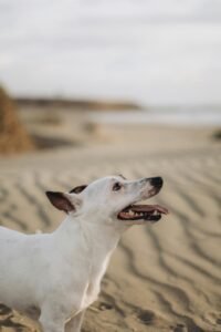White dog with brown ears looking up on a sandy beach