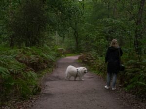 Person walking a fluffy white Samoyed on a woodland path