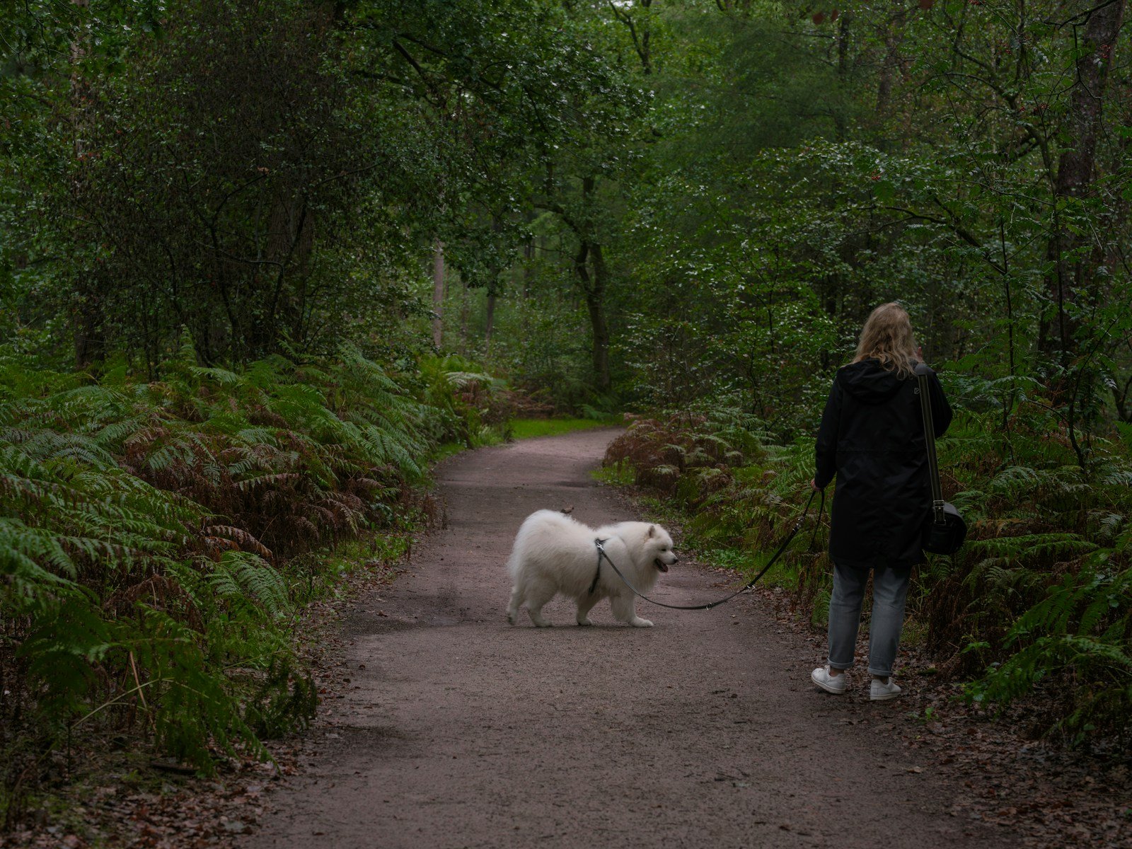 Person walking a fluffy white Samoyed on a woodland path