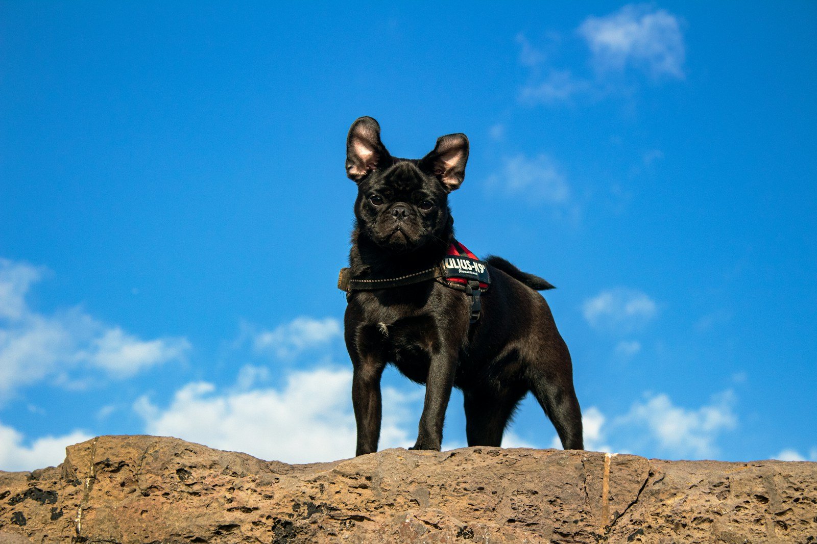 Black dog standing on a rock