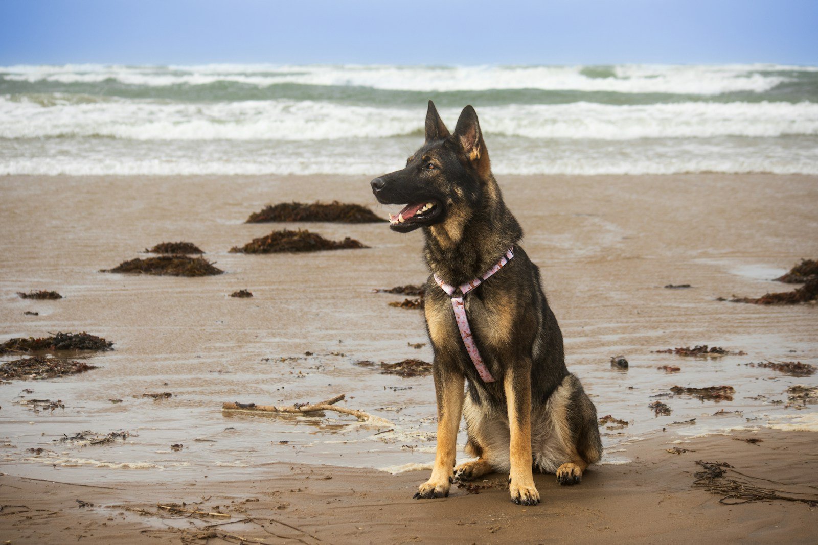 Dog sitting on a beach next to the ocean