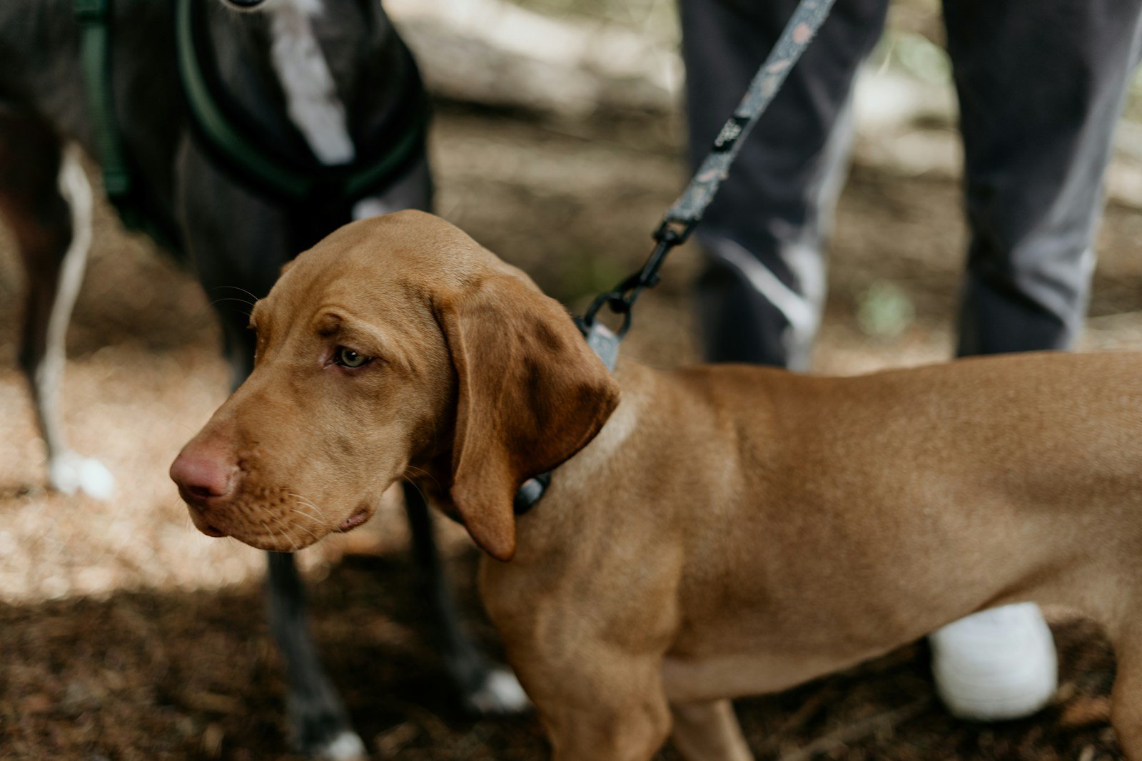 Dog on a lead outdoors
