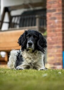 Black and white short-coated dog lying on green grass
