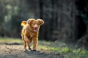 Small brown dog walking down a dirt road