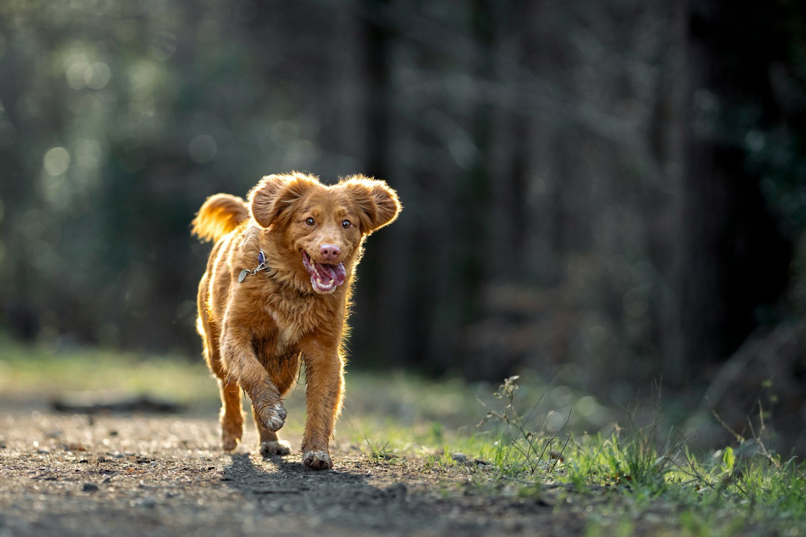 Small brown dog walking down a dirt road