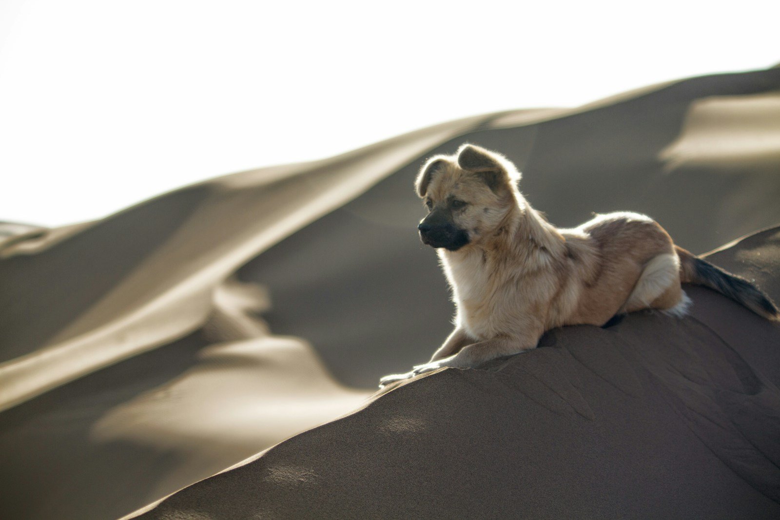 White long-coated small dog sitting on a brown rock