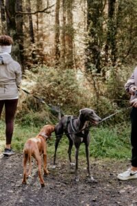 A group of dogs on leads