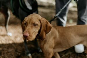 Dog standing on a dirt path