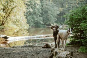 White and brown dog on a rock by the water in the West Midlands