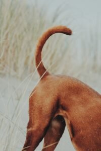 A dog's tail curving in a field