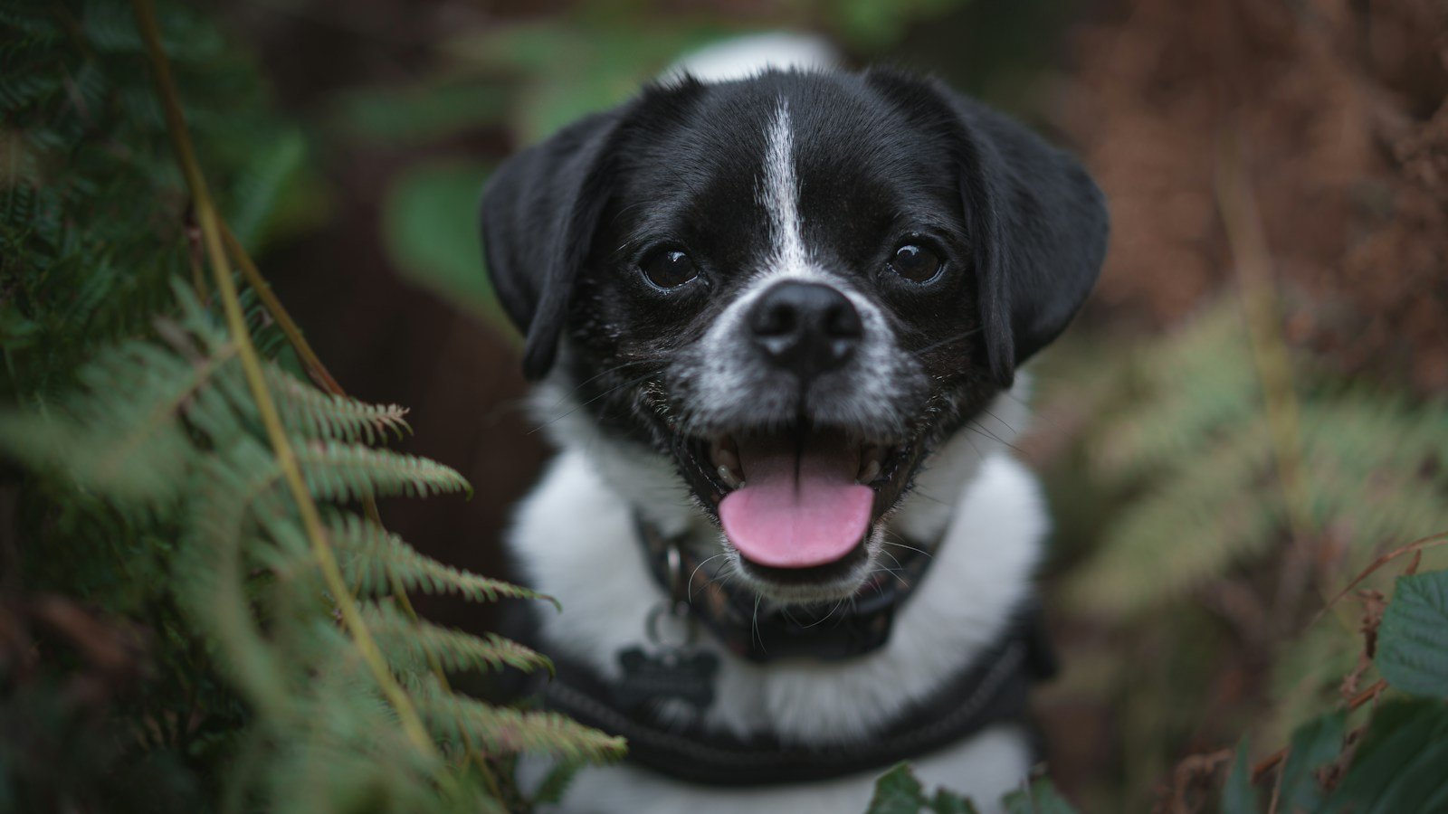 Close-up portrait of a dog