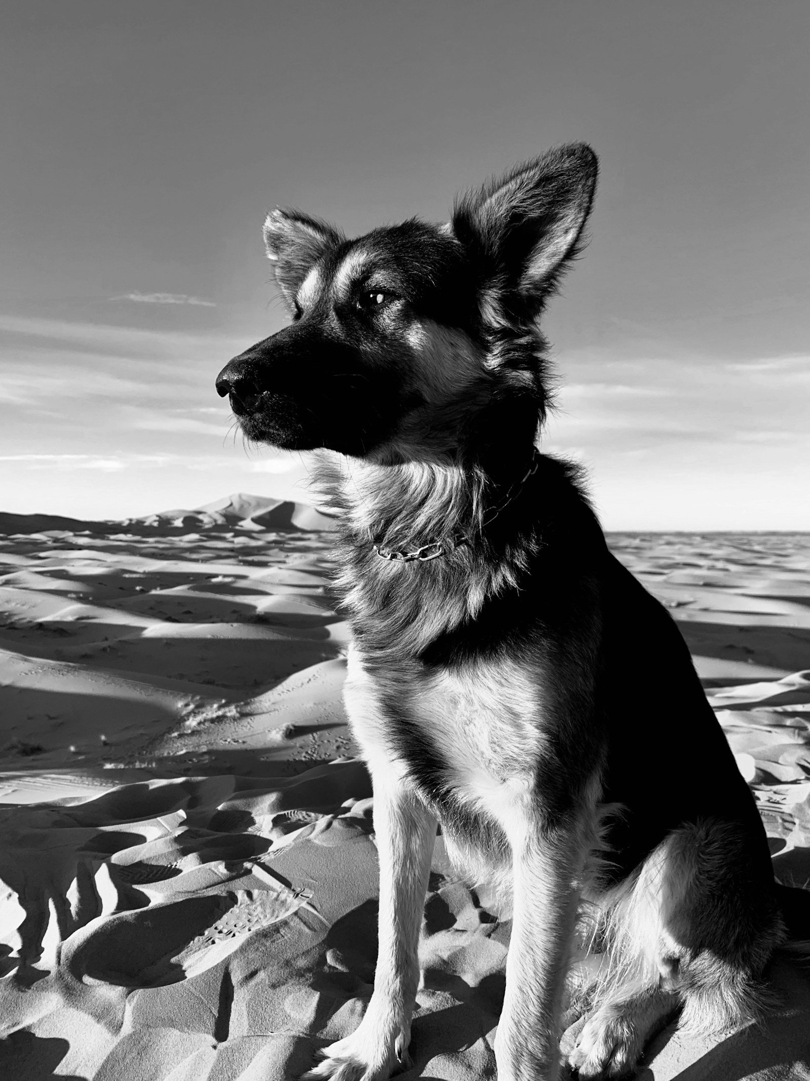 Grayscale photo of a German shepherd on sand