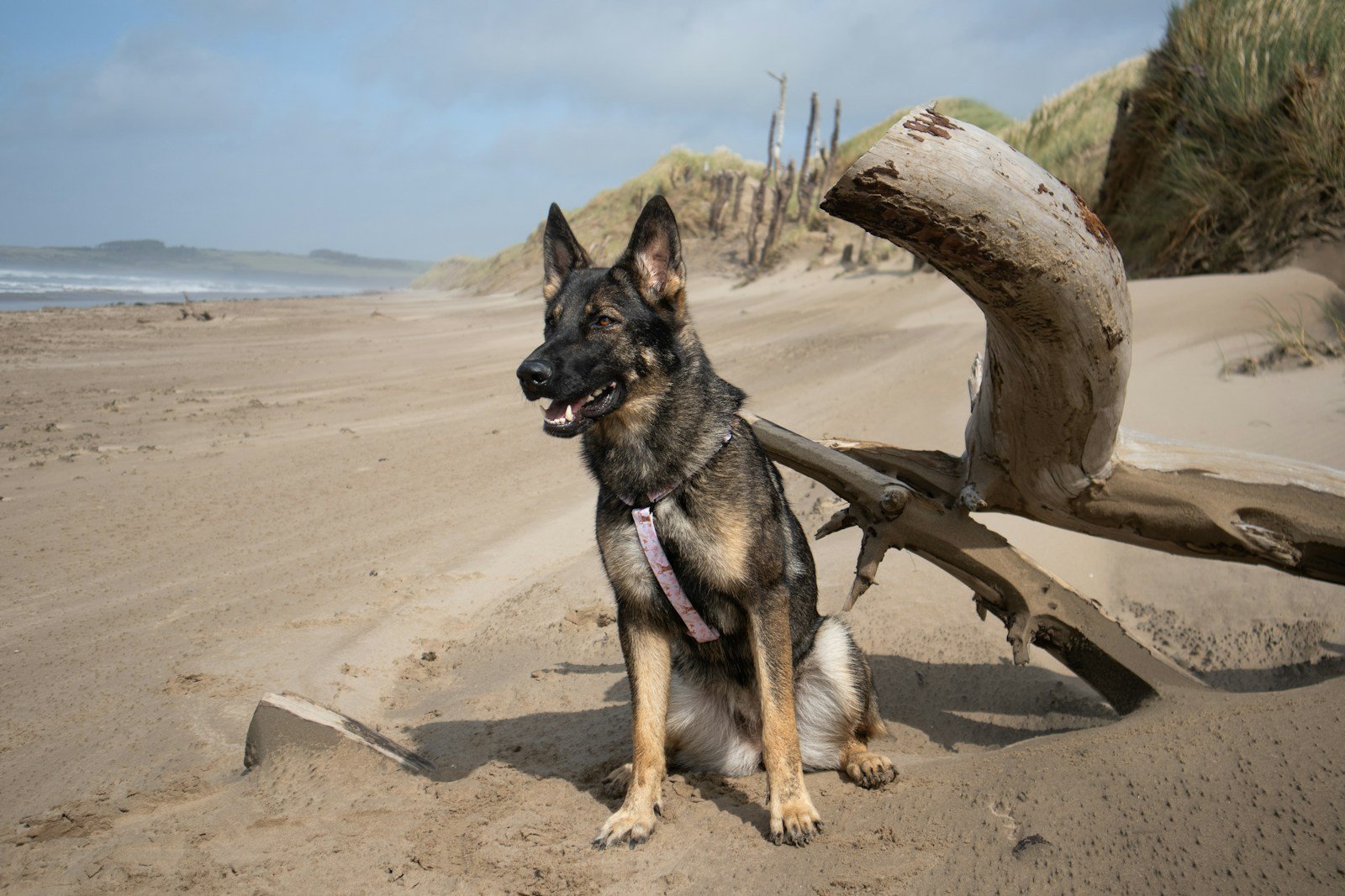 Dog sitting on a beach next to a fallen tree
