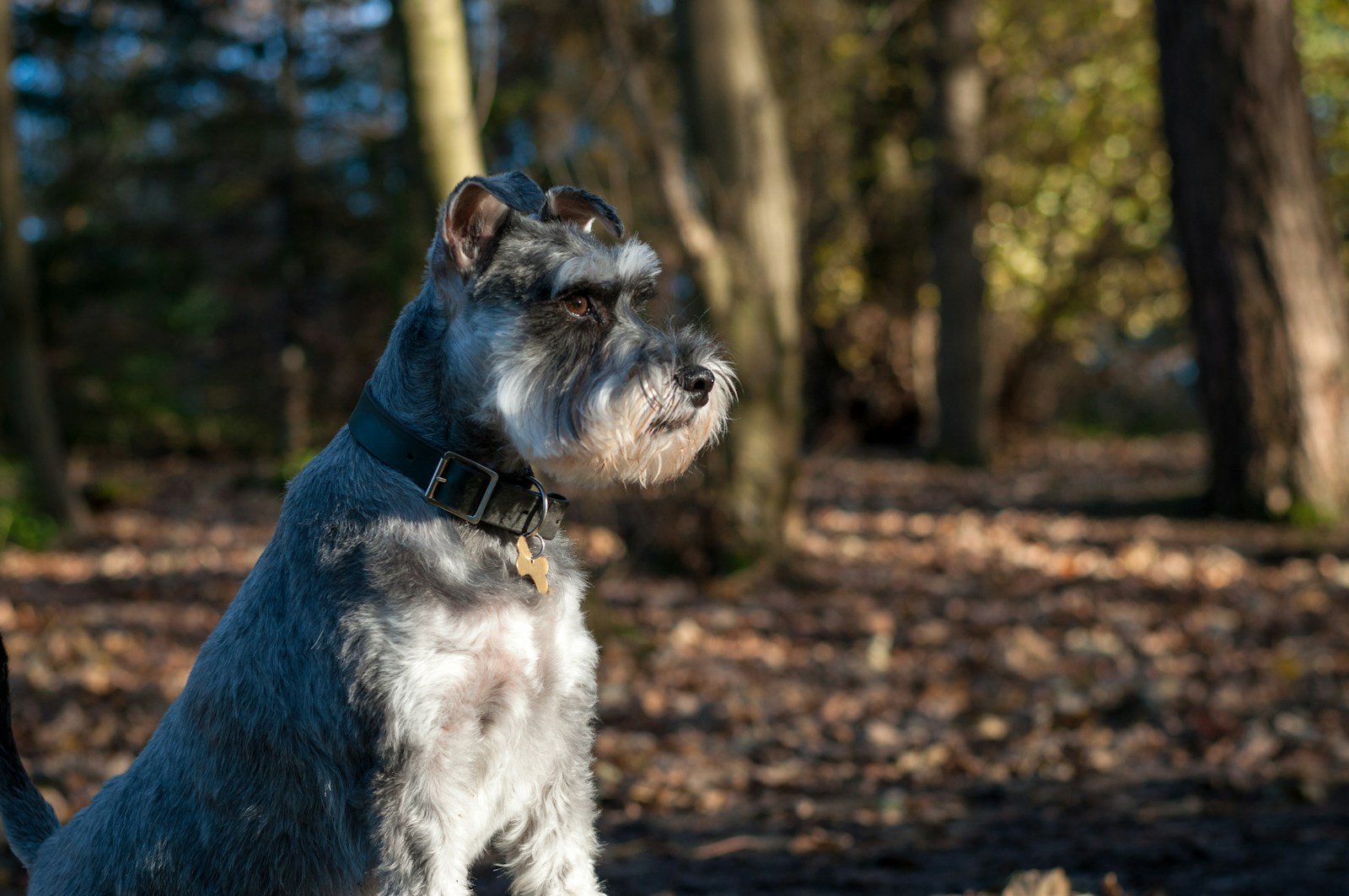 Grey dog standing in woodland