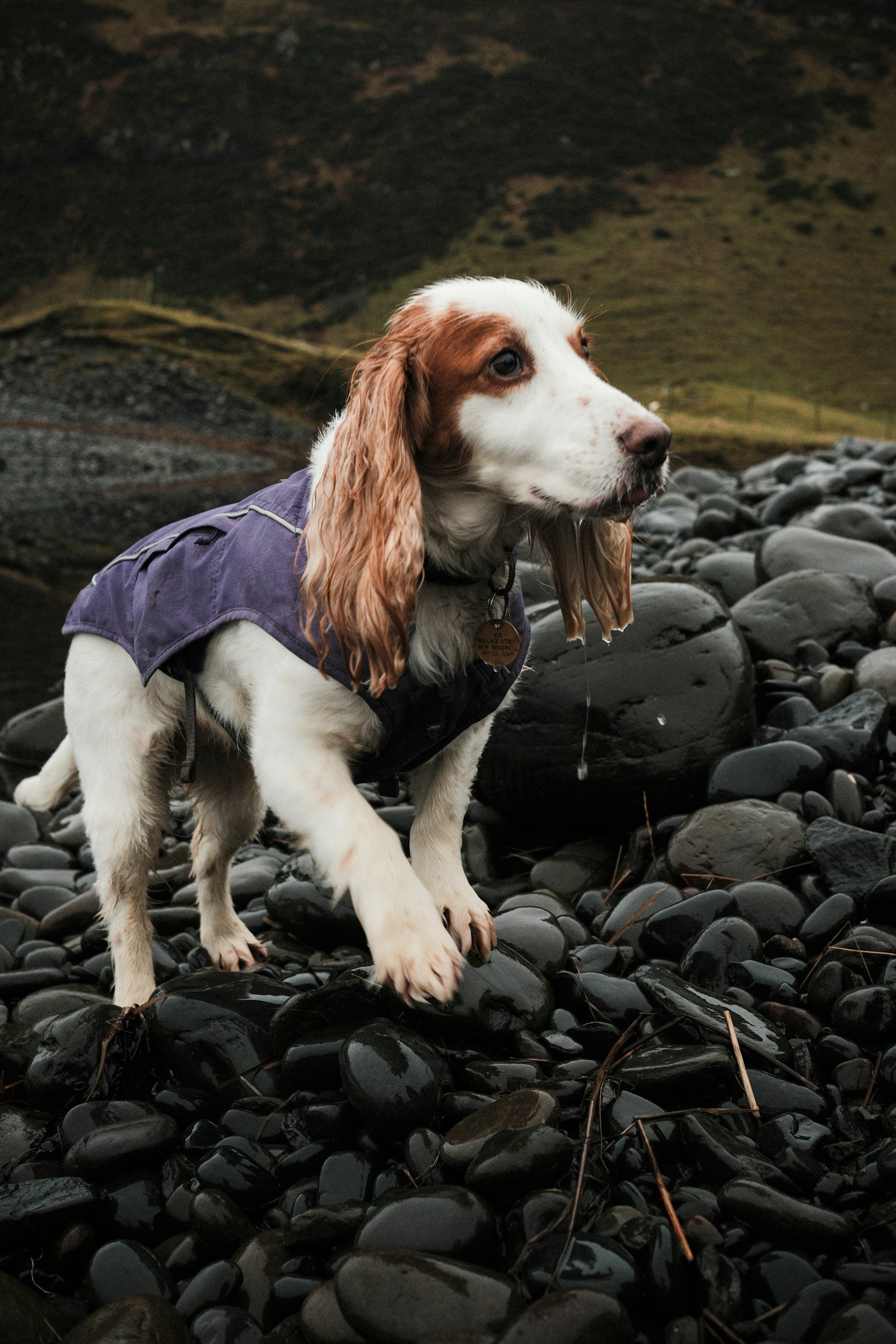 Brown and white dog standing on a pile of rocks