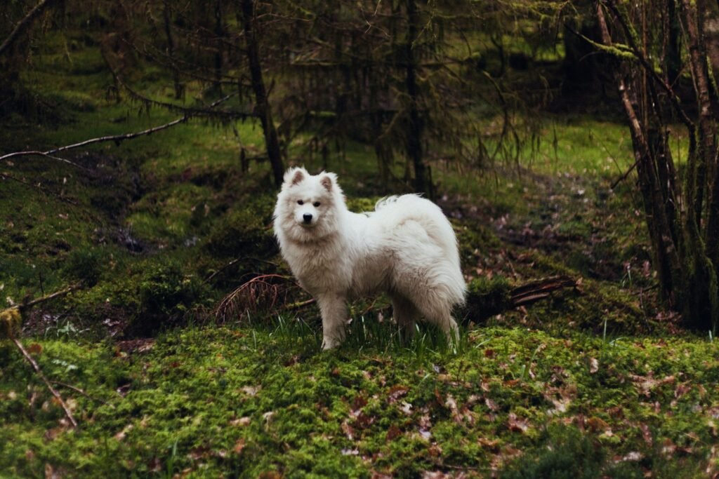 White dog standing on green grass