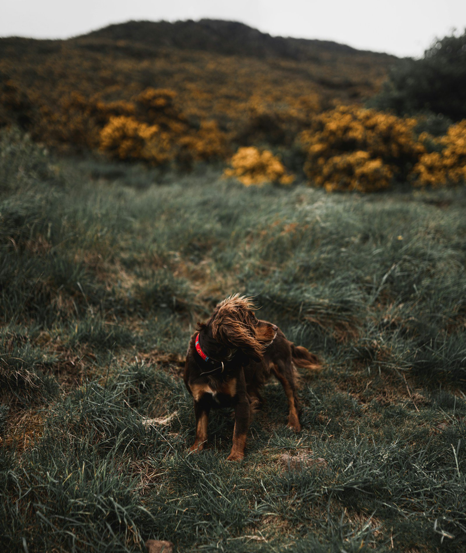 Short-coated brown dog standing on a green grass field