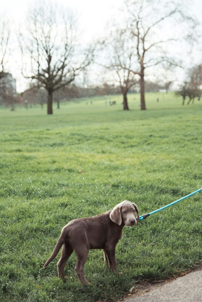 Woman walking a dog on a lead in a park