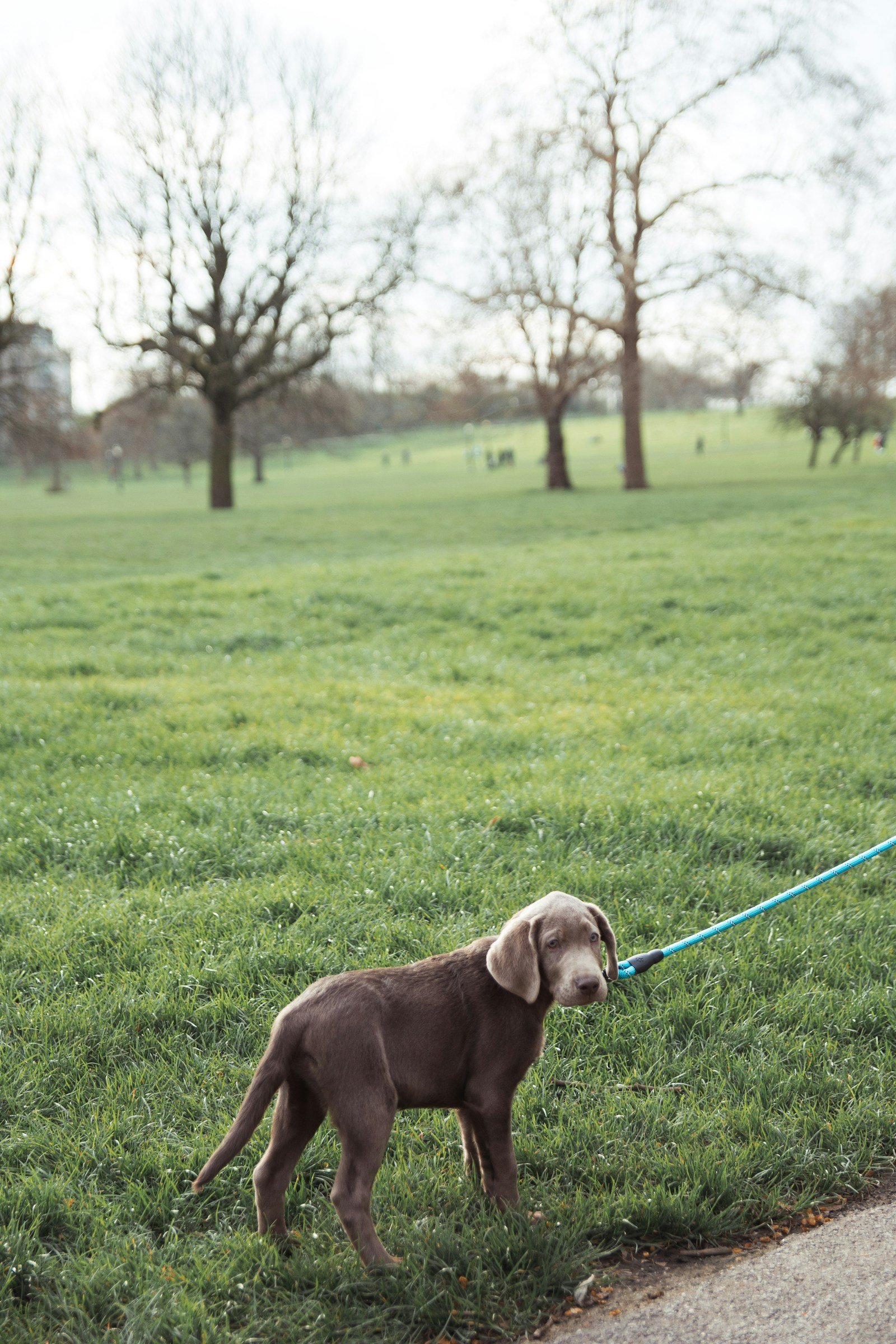 Woman walking a dog on a lead in a park