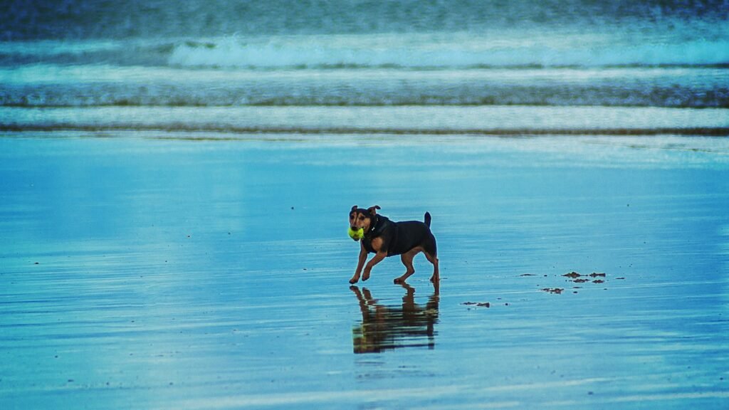 Dog standing at the seashore