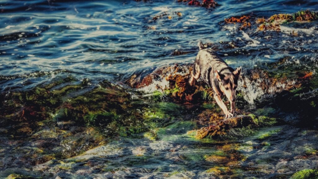 Dog walking on rocks