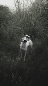 Happy dog standing in tall grass outdoors