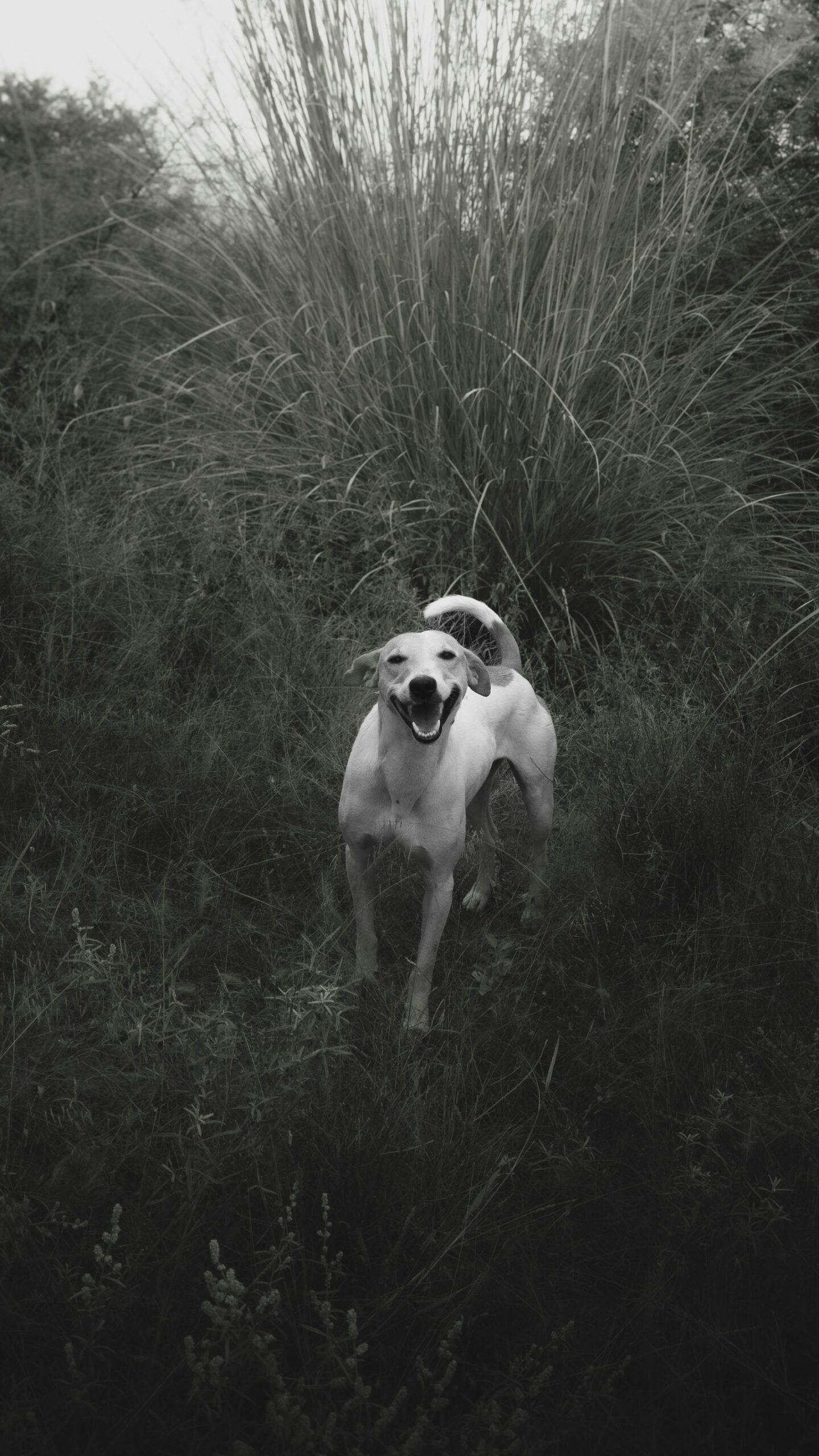 Happy dog standing in tall grass outdoors