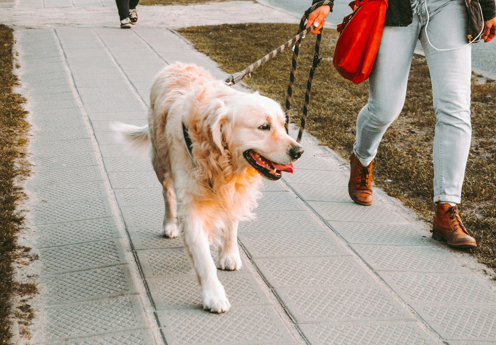 Person walking a golden retriever on a city street in Greater Manchester