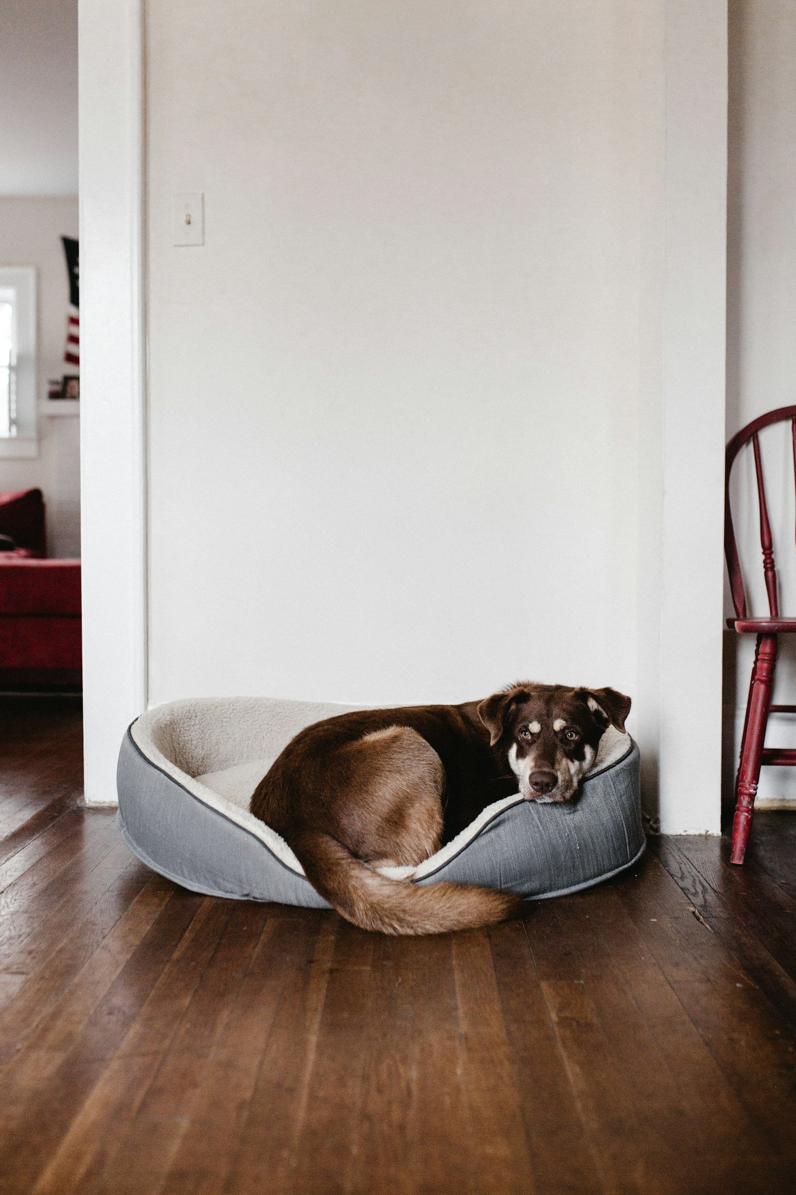 A brown dog resting on a white bed at home