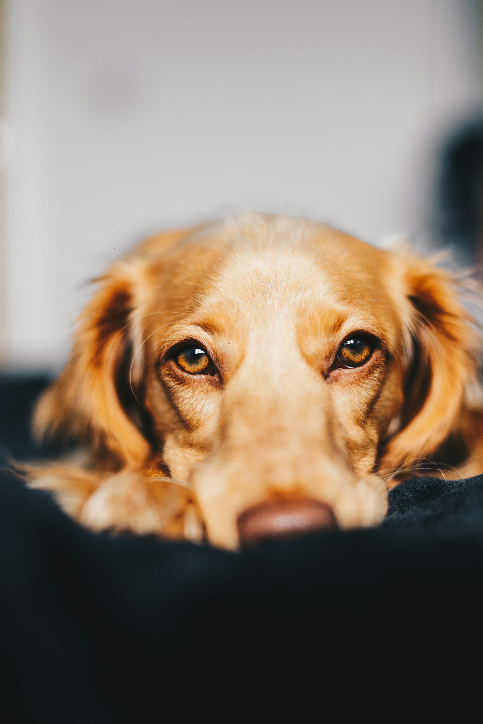 A dog lying calmly on the ground