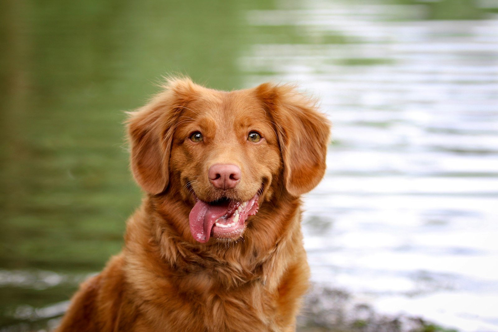 Brown dog standing beside a stretch of water