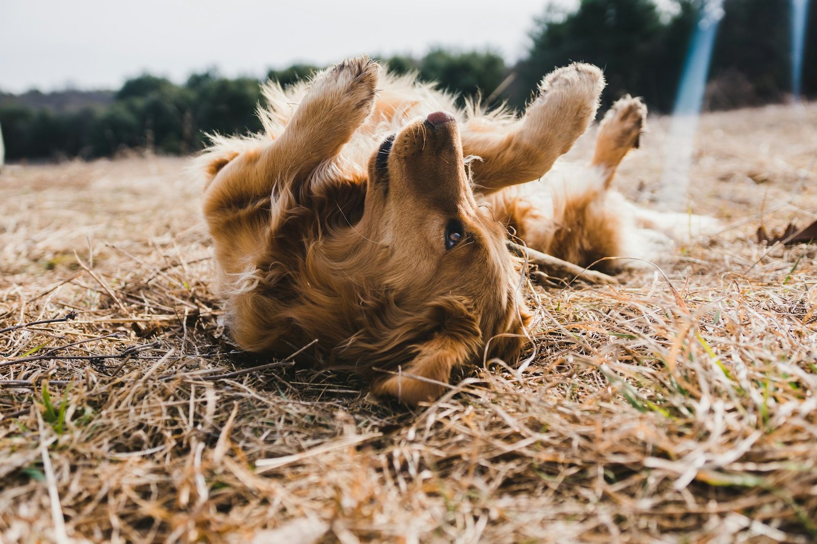 Golden retriever lying calmly on the floor