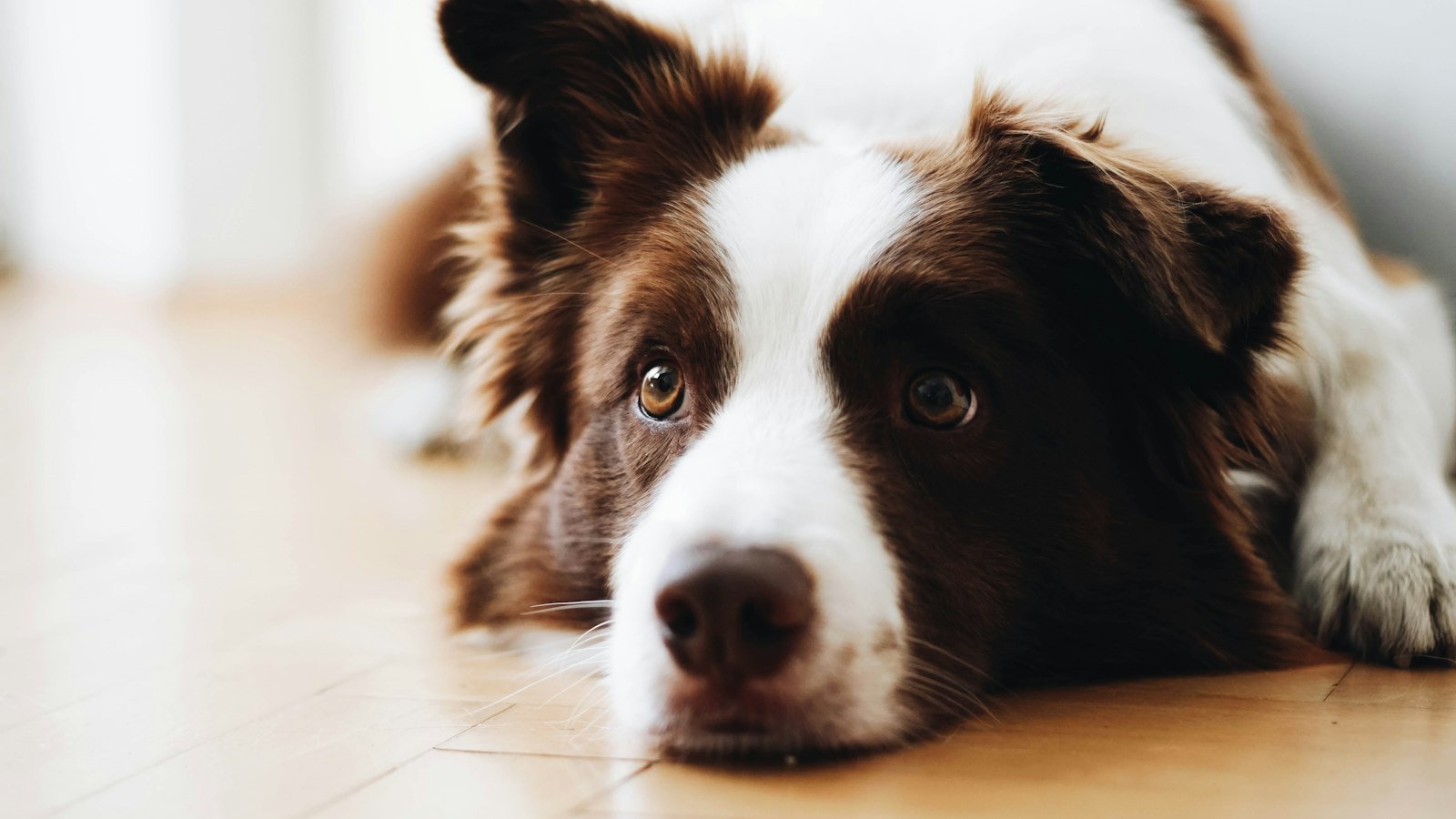 A white and tan dog lying on the floor indoors