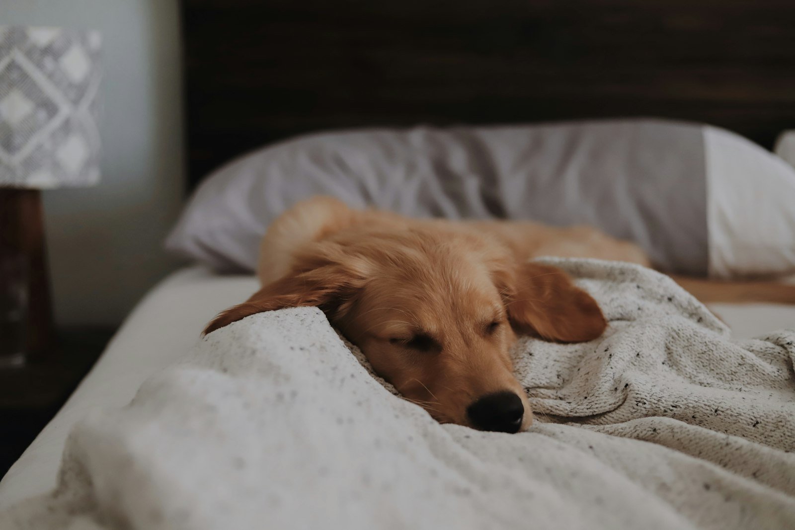 A dog lying comfortably on a hotel bed, illustrating dog-friendly accommodation in Manchester