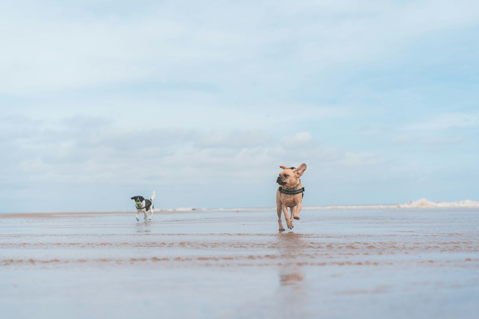 Brown dog standing on the seashore