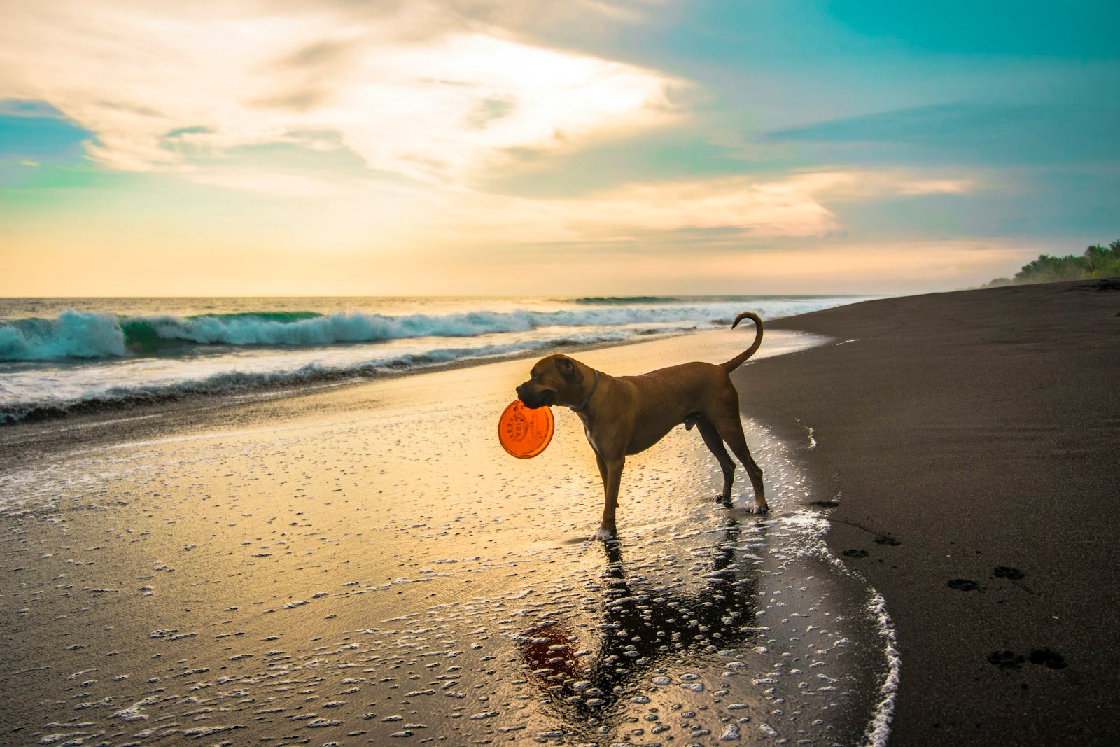 Dog with an orange ball at the water's edge