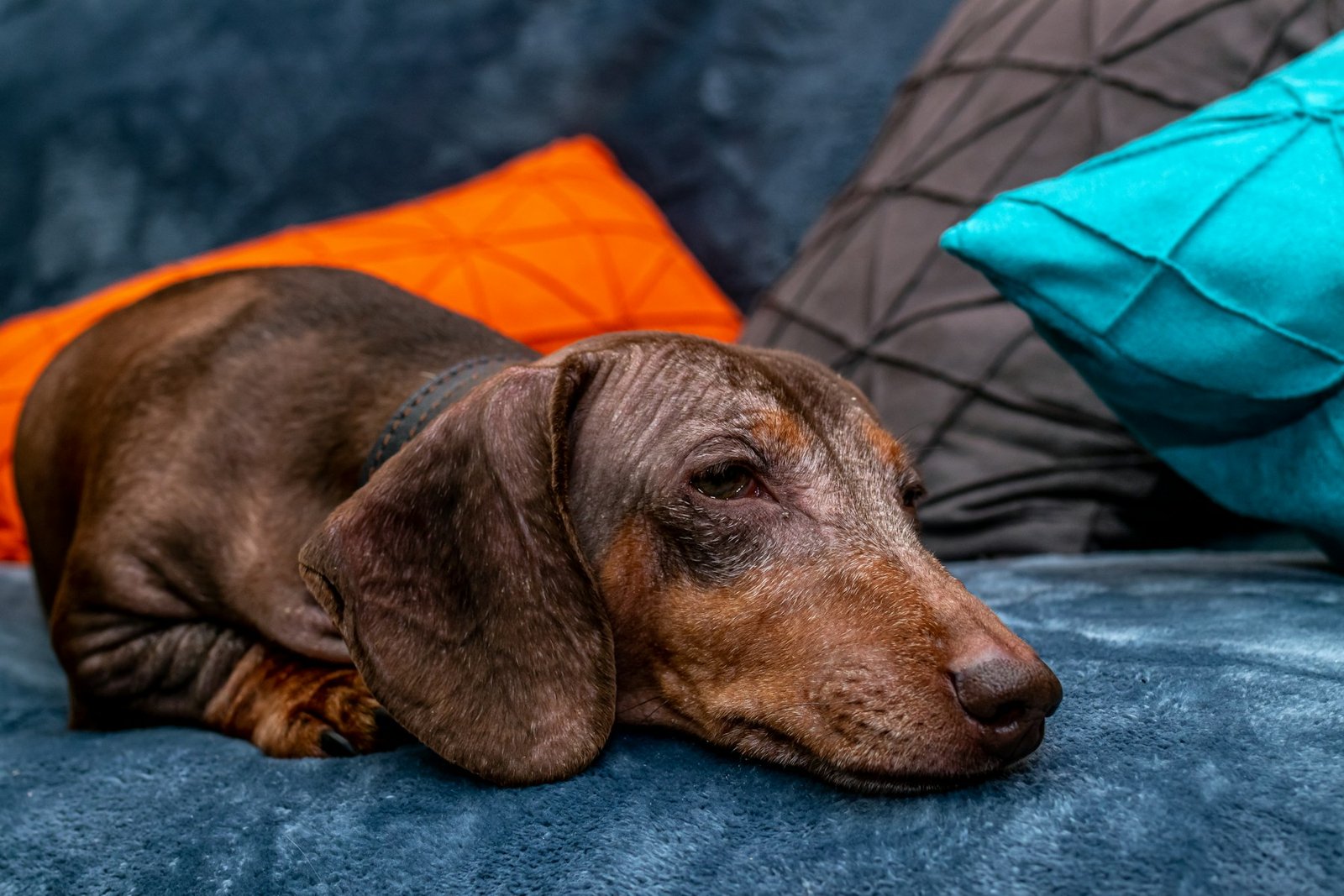 Short-coated brown dog lying on a grey blanket