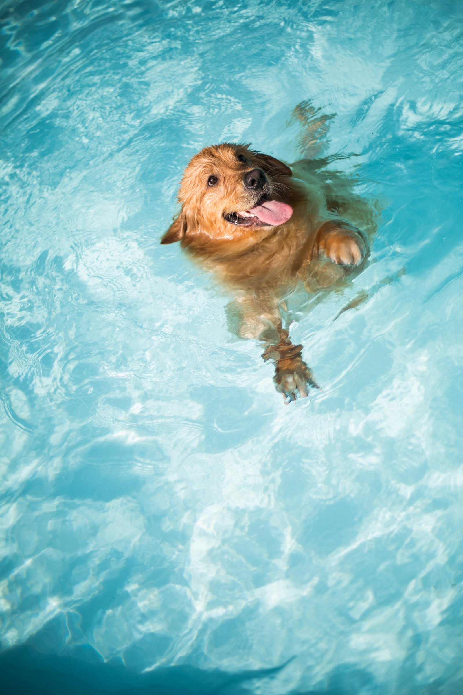 Long-coated brown dog outdoors