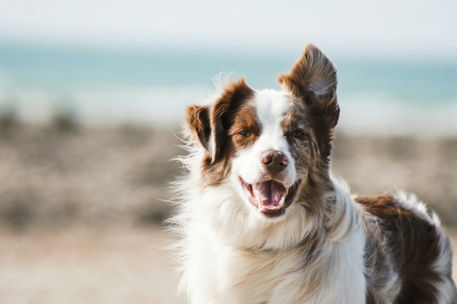 Large white and brown long-coated dog outdoors