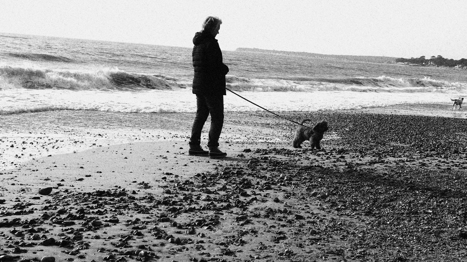 A person and a dog walking along a beach shore in silhouette