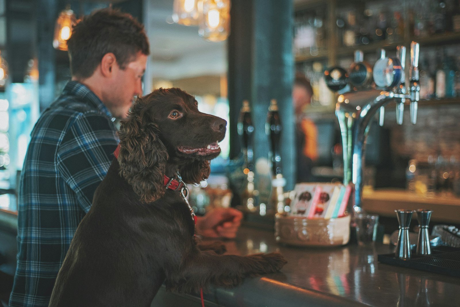 A dog sitting at a pub bar next to its owner, illustrating a dog-friendly pub in Manchester