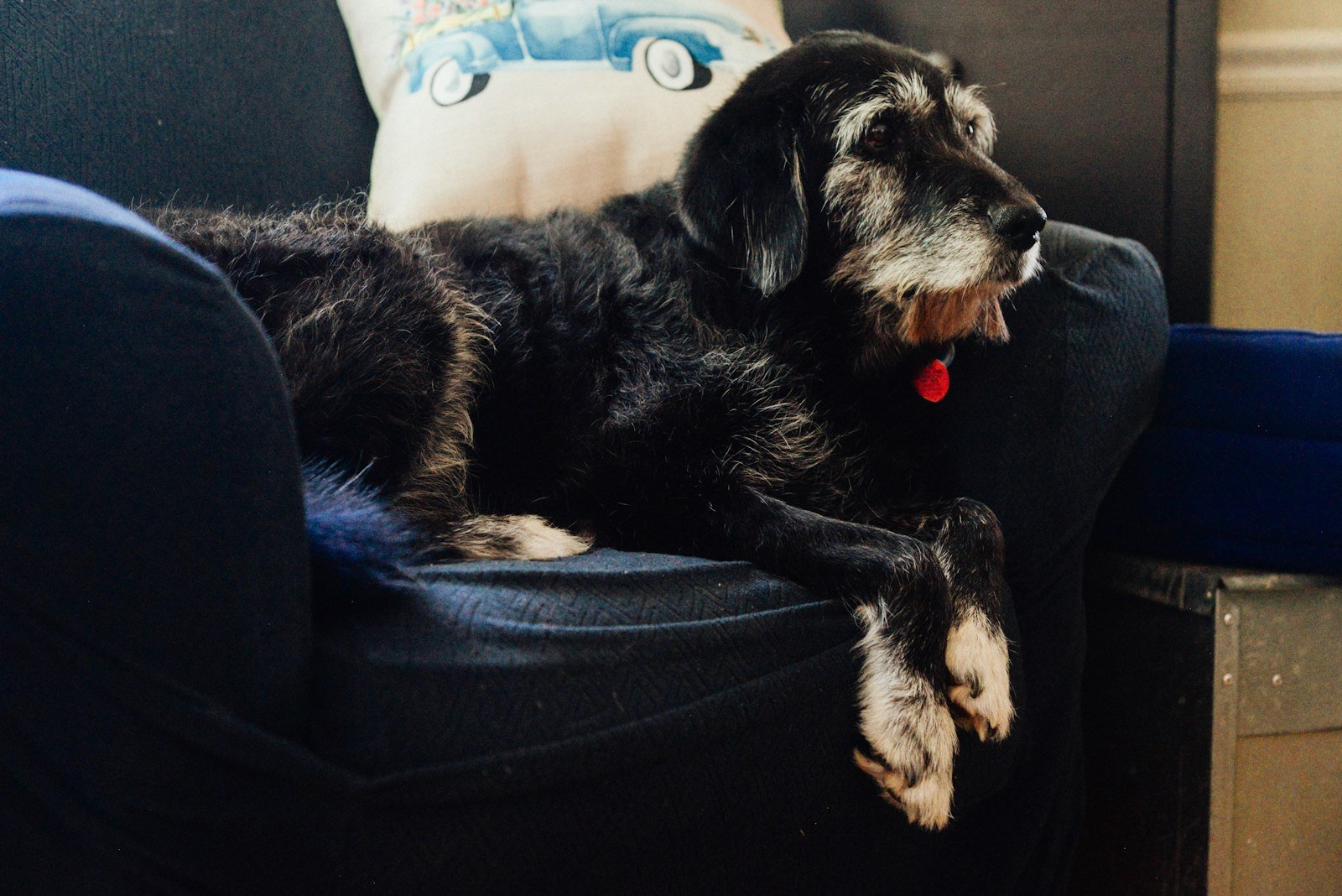 A black medium-sized dog lying on a blue sofa