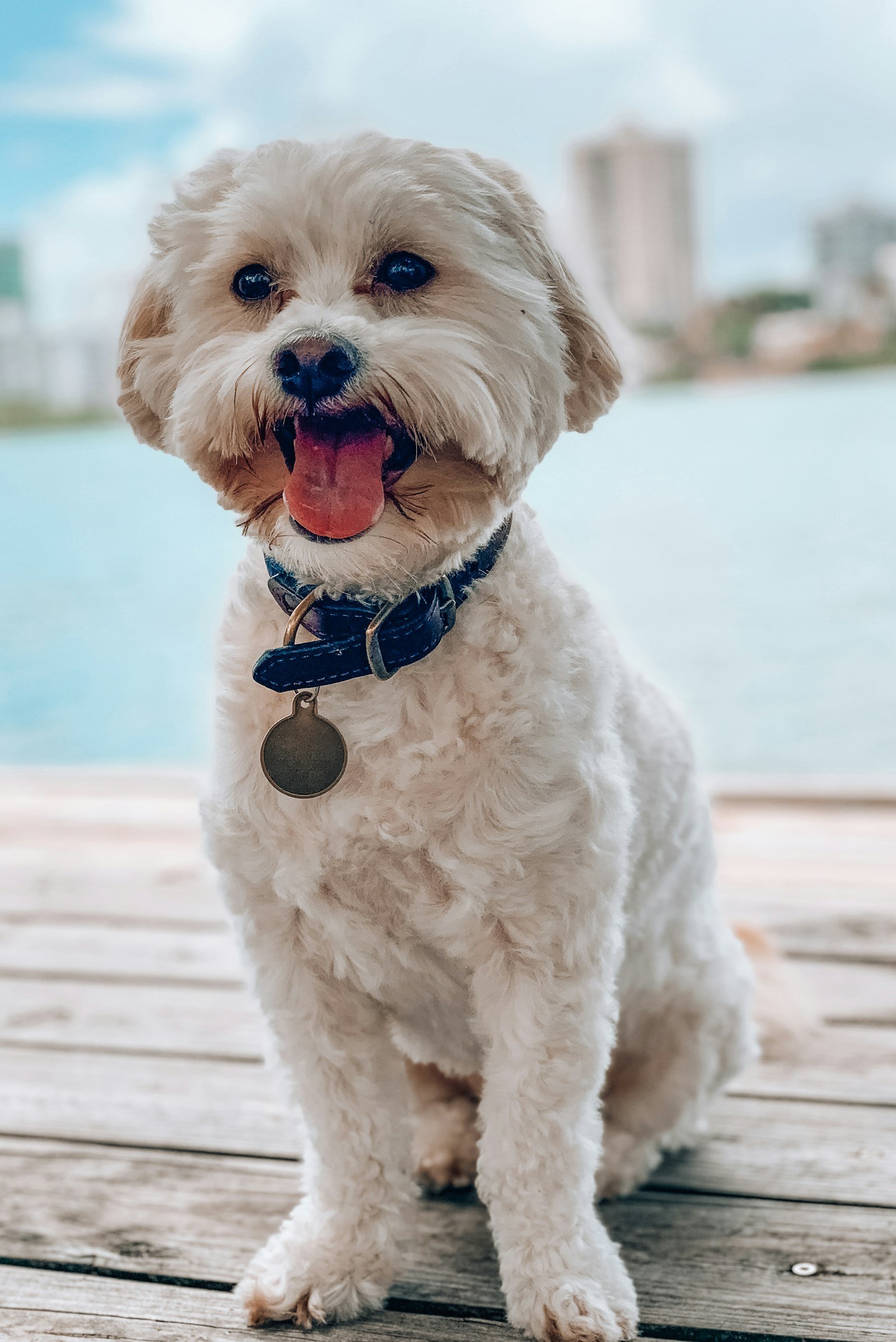 Small white dog on a blue lead